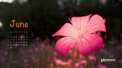 Article avec image